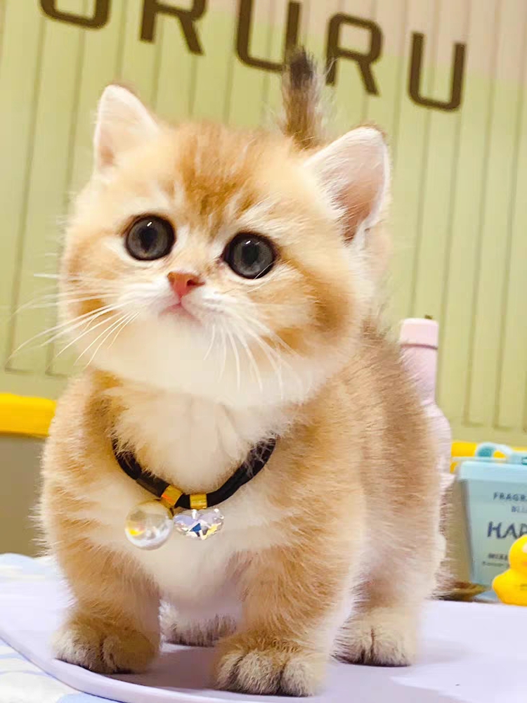 猫舍直销,批发价出售,金渐层
